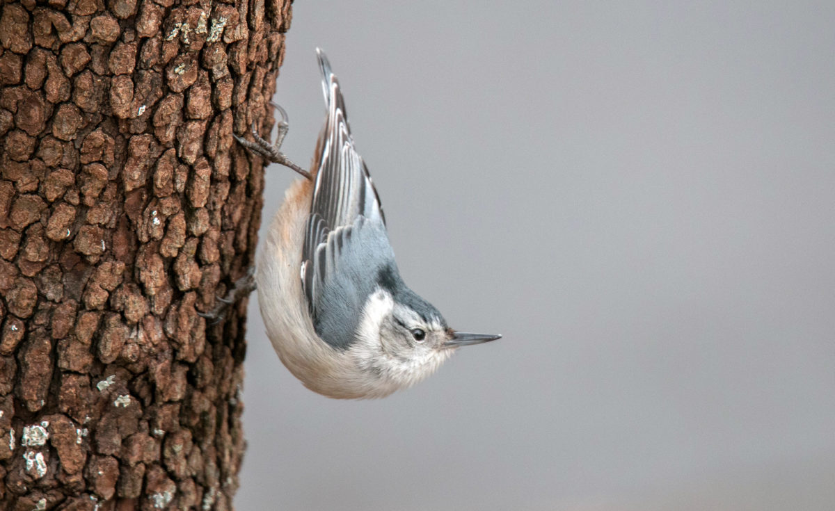 a white and gray bird looks forward, clung to a tree