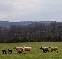 Retreat Farm sheep