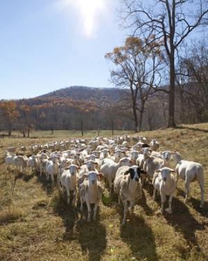 Renovating Worn-Out Pastures