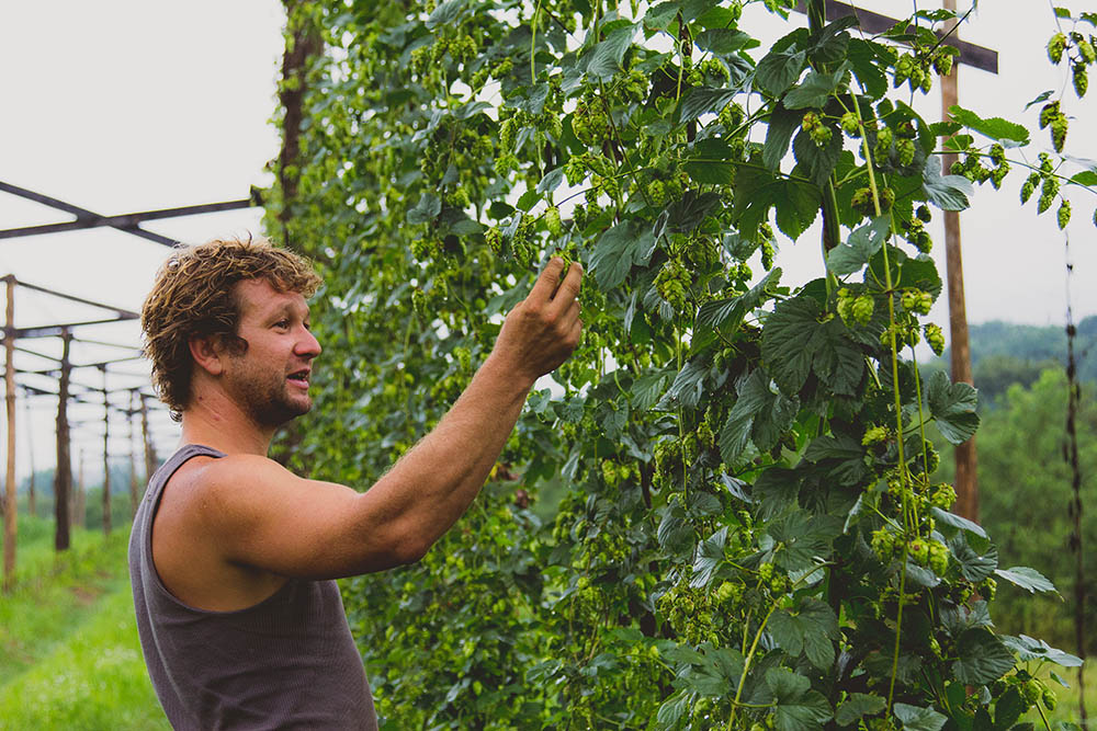 A man reaches for vertically growing hops.