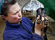 Caromont Farm: Farmstead Cheeses with the Flavor of Virginia