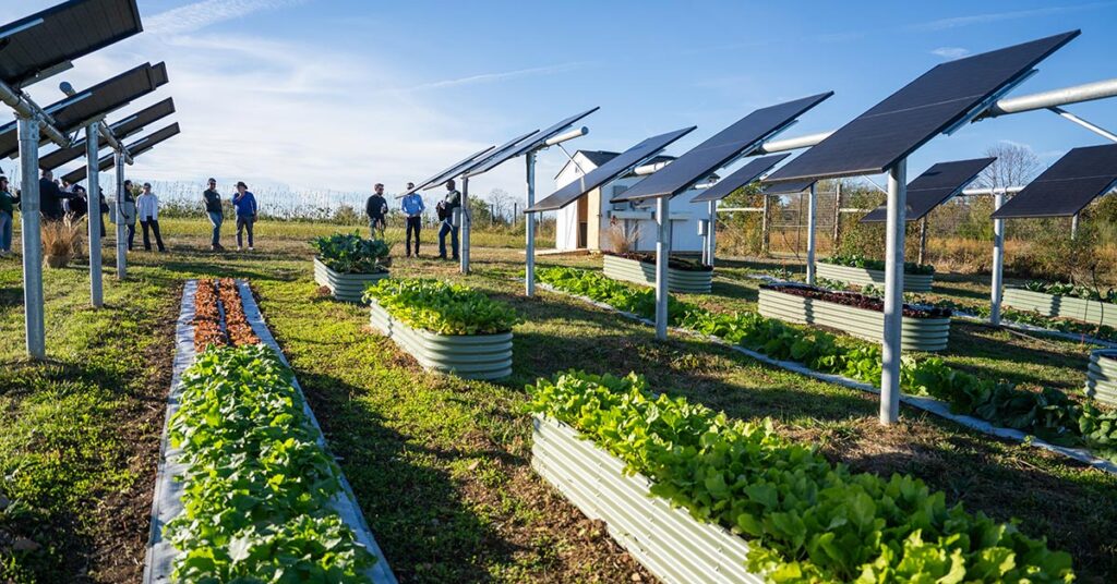 The Piedmont Environmental Council Awarded $11,000 Grant to Bring Agrivoltaics to Low-income Urban Communities
