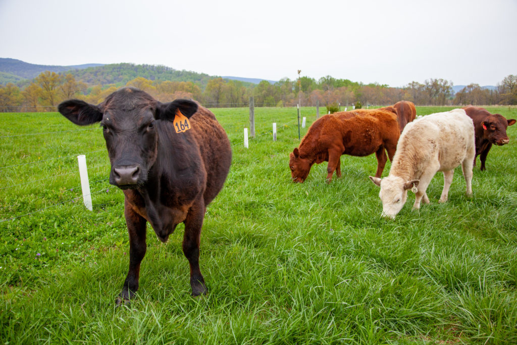 Cows grazing in a pasture at a farm.