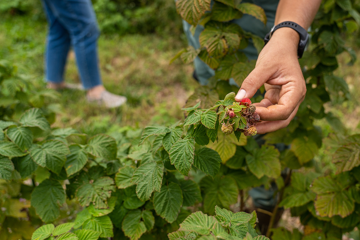 a hand picking a raspberry off a bush