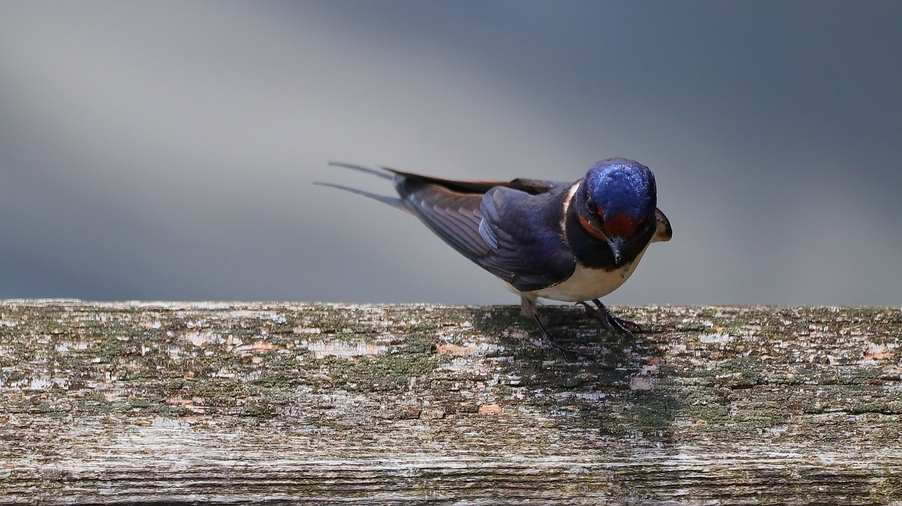 A perched barn swallow.