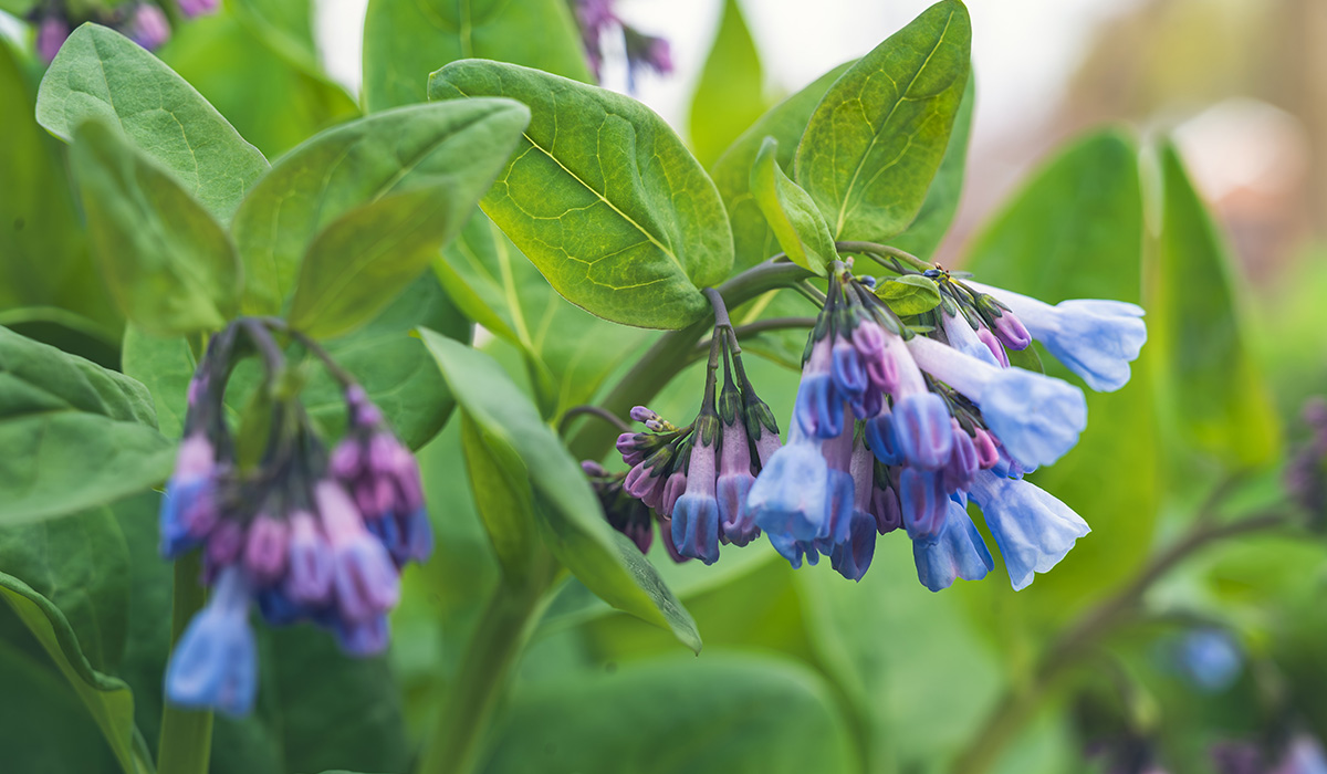 Closeup of bluebell flowers.