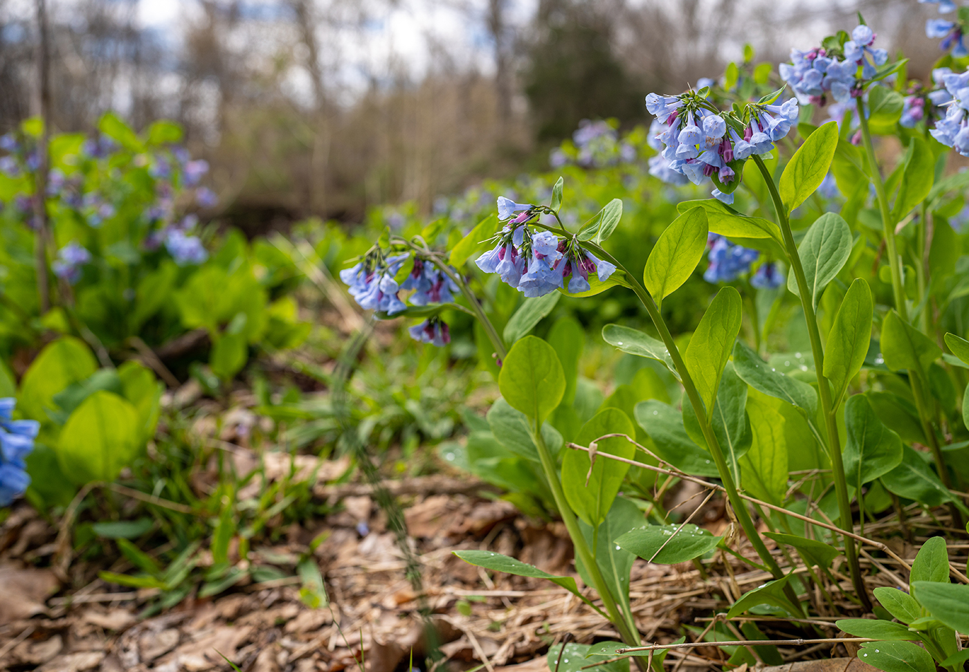 purple and blue bluebells on a forest floor