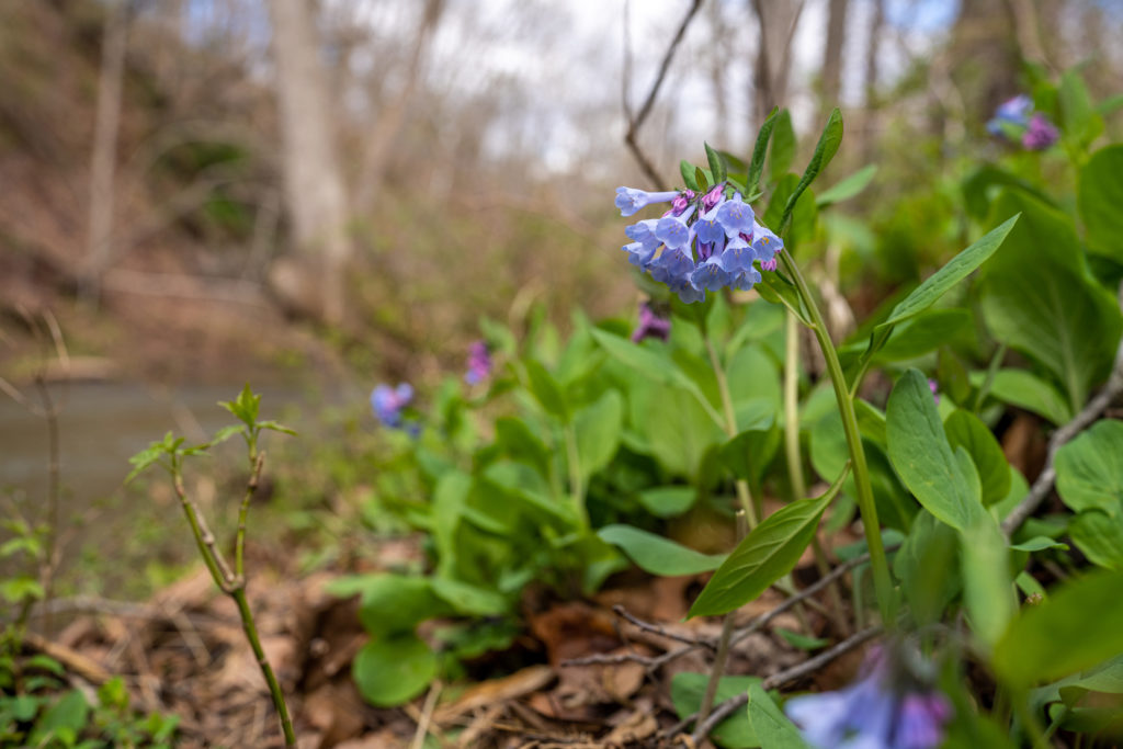 2022 Bluebell Walk