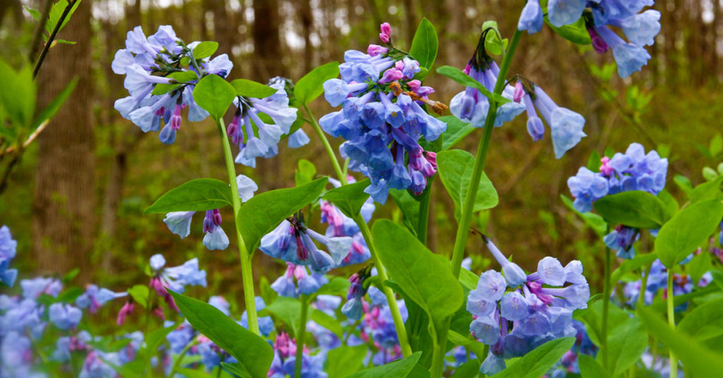 dozens of small blue flowers at the end of green stems