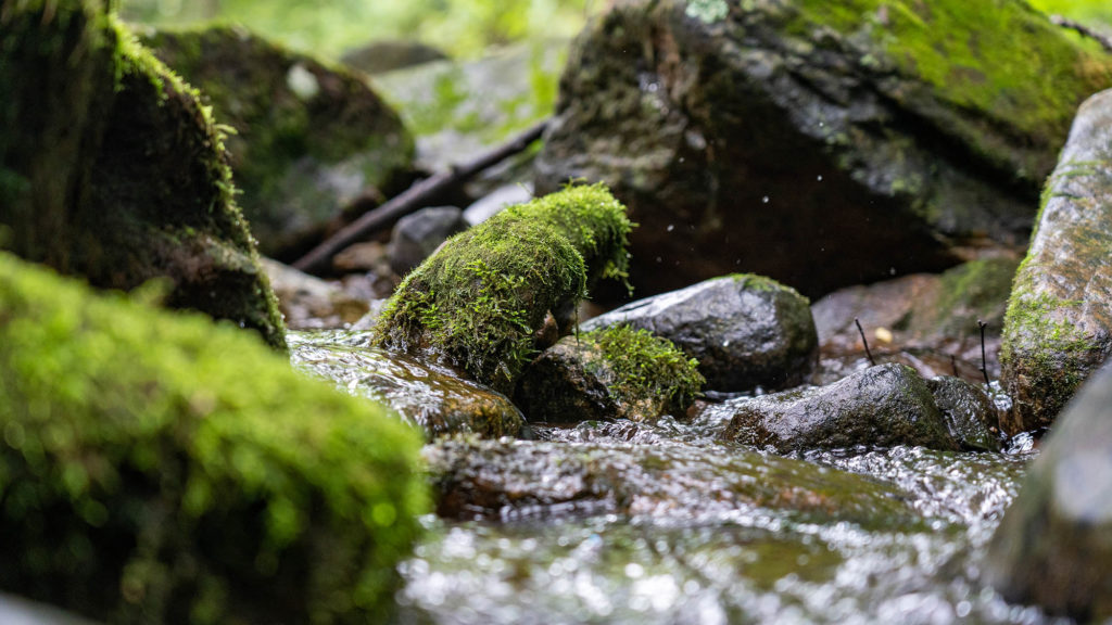 Bolton Branch trout stream