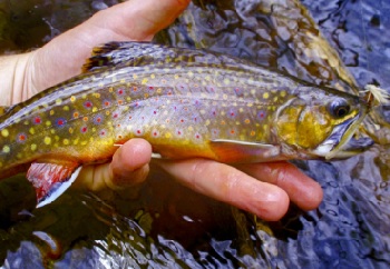 Brook trout. Photo by Chris Anderson.