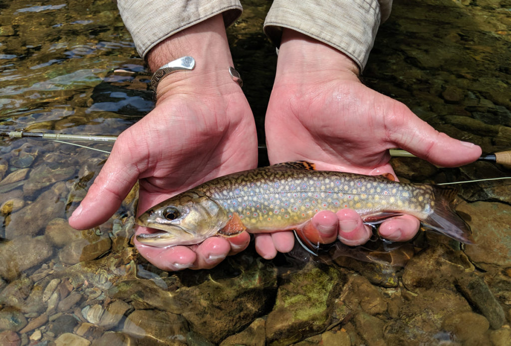 Brook Trout: Gems of the Piedmont