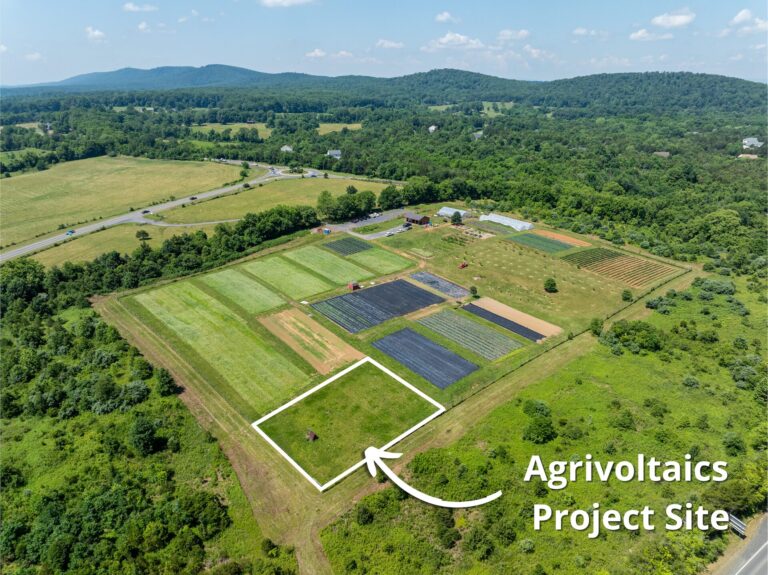Shining a Light on Agrivoltaics at Roundabout Meadows