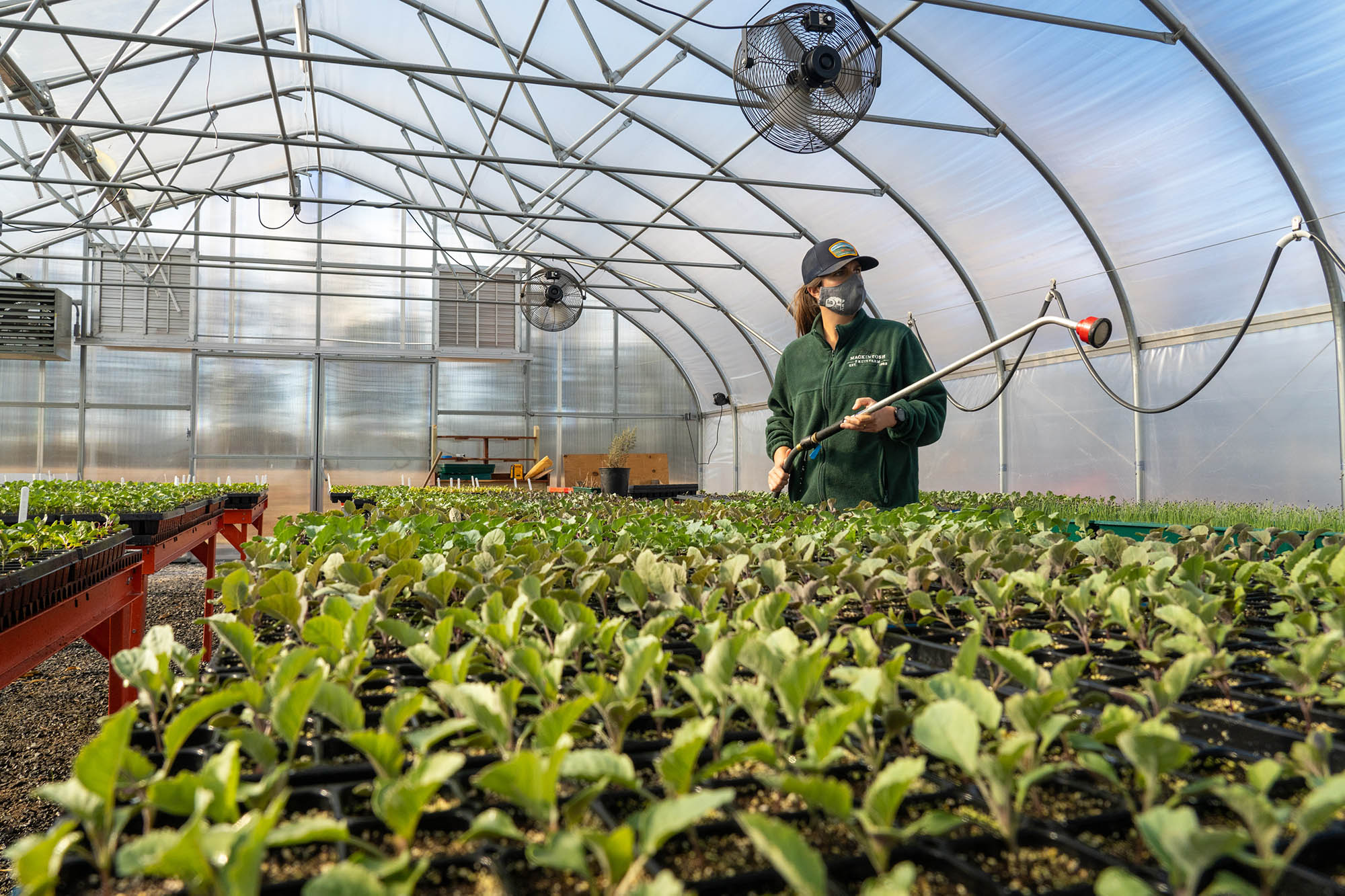farmer Dana waters seedlings