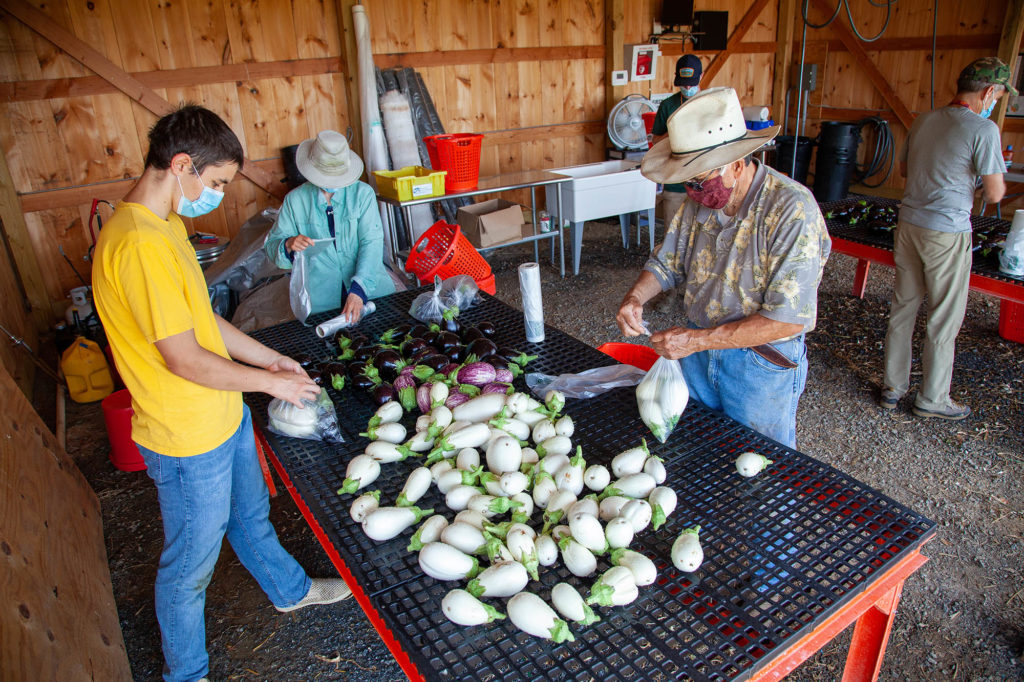 community farm volunteers packing eggplant