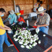 community farm volunteers packing eggplant