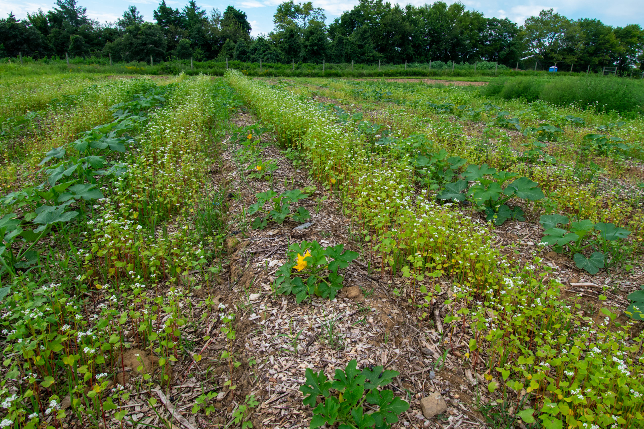 a field with rows of cover crop between squash plants
