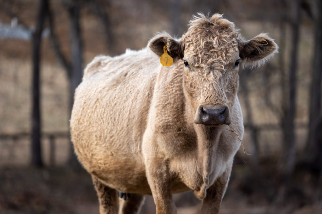 a cow stands on a farm