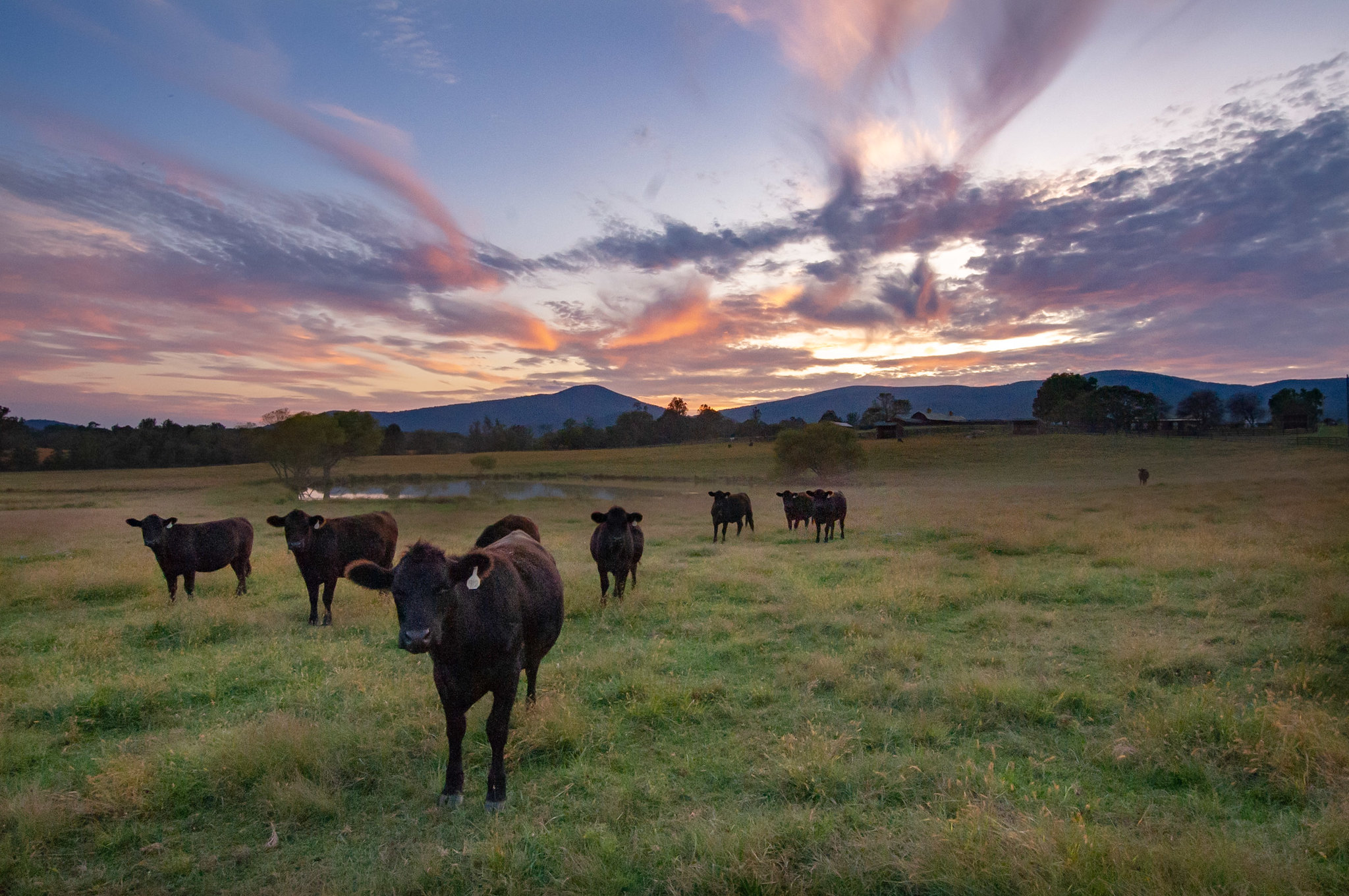 Cows at Sunset. Photo by Tina Falkenbury.