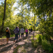 a group of people walk down a forested trail
