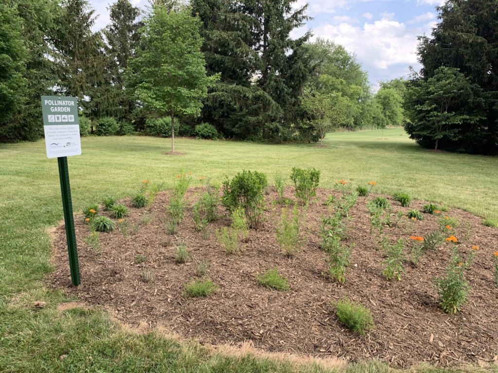 A Sanctuary, A Pollinator Garden