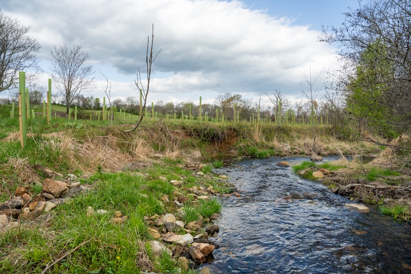 Stream with newly planted trees nearby