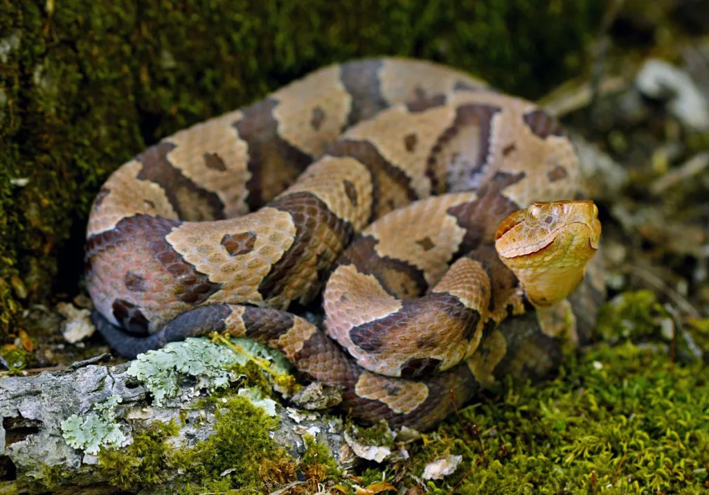 snake curled up on moss with light brown skin and dark brown diamond shaped markings