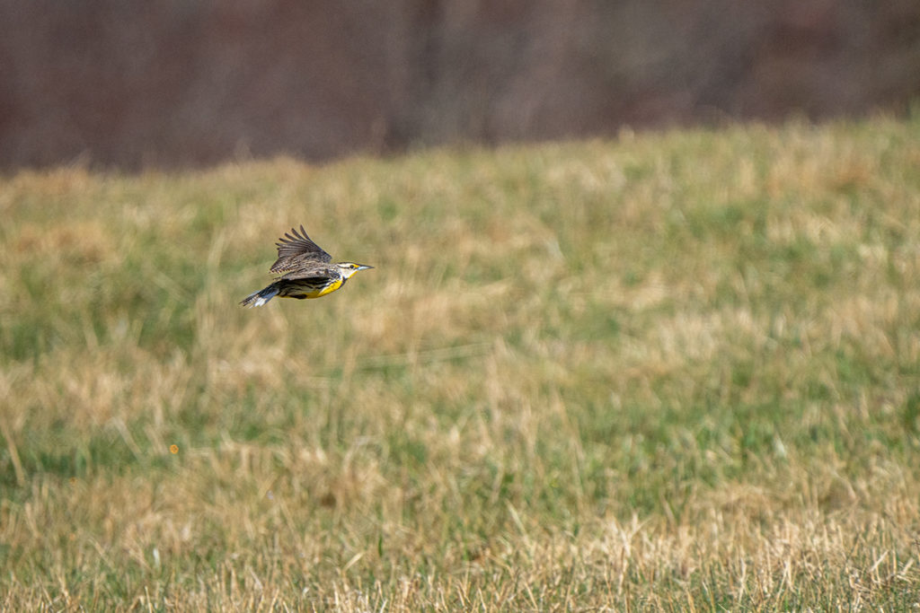 a small brown, white, and yellow bird flies over a grass field