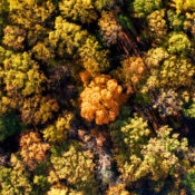 aerial image of tree canopy in fall