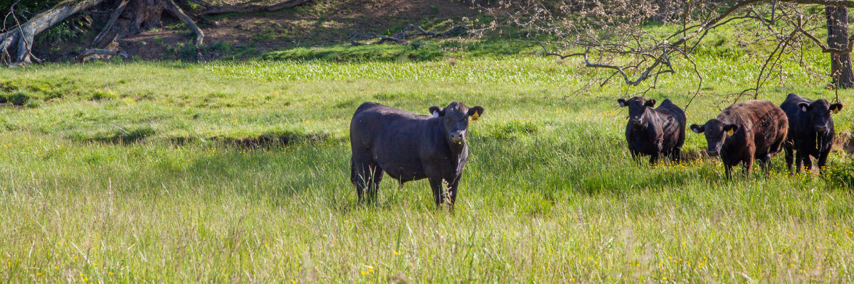 image of black angus cows standing in field