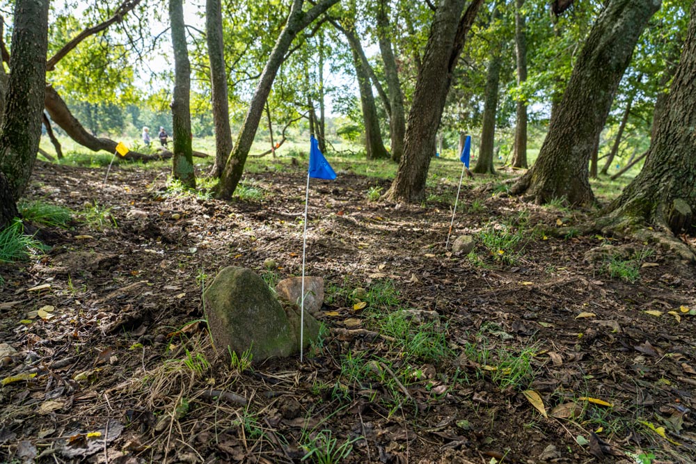 blue flags stuck in the ground where unmarked stones sit in the woods