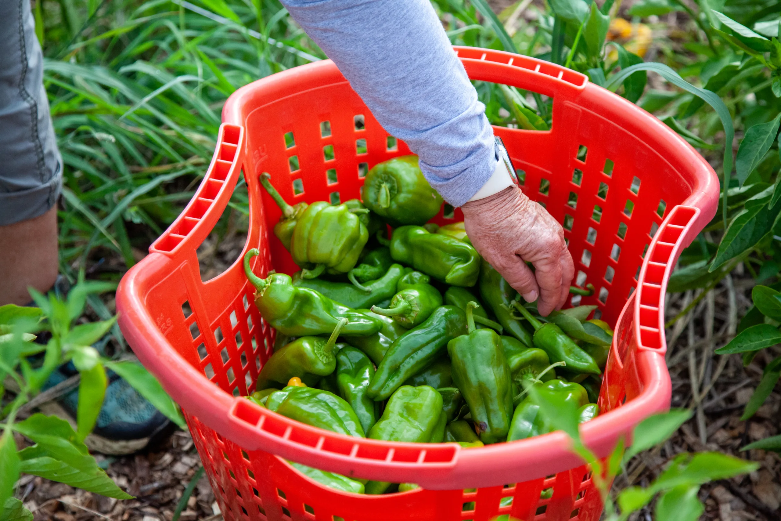 a hand places a green bell pepper in a red bucket filled with the same