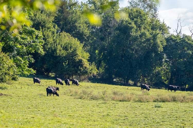 Cows graze in a green field