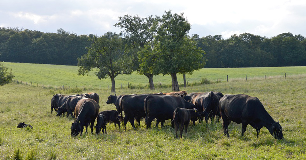 Ovoka Farm joins Piedmont Environmental Council’s Farm to Food Bank initiative with 10,000 pound meat donation