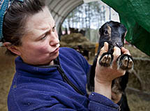 A woman holds a goat.
