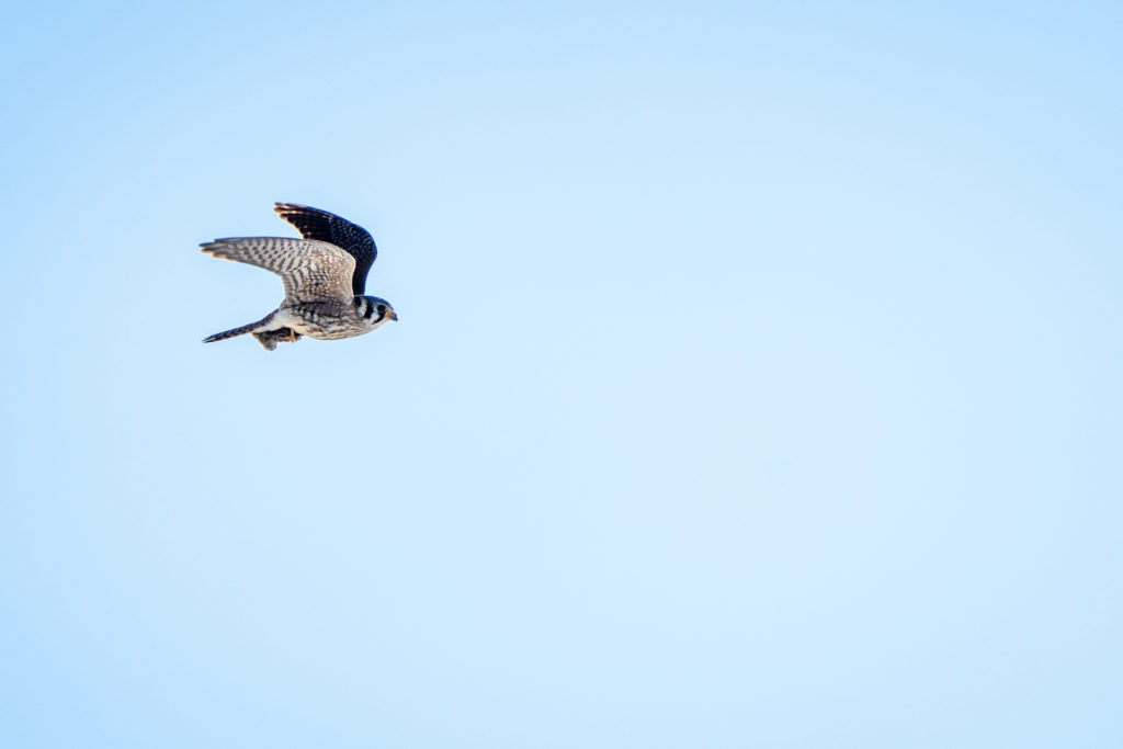 What is the Virginia Grassland Bird Initiative?