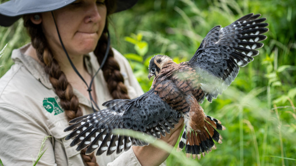 Kestrel Banding with October Greenfield