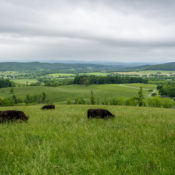 a green field with black cows on a rainy looking day