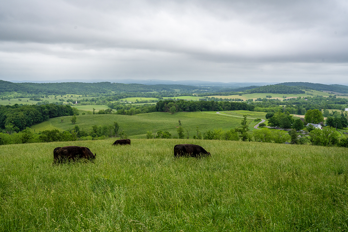 a green field with black cows on a rainy looking day