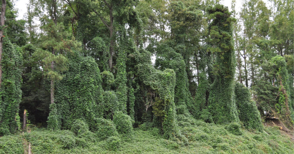 invasive kudzu taking over a stand of trees