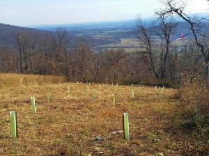 Two Thousand Trees Planted