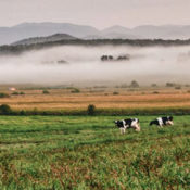 Greene County cows