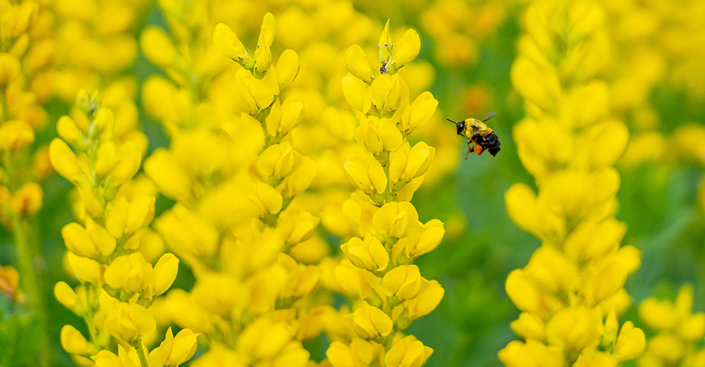 Bee with native plants