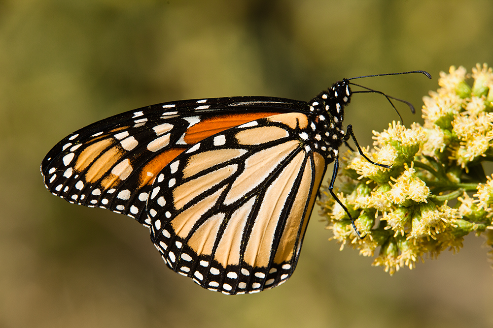 A monarch butterfly rests on a sprig of yellow flowers.