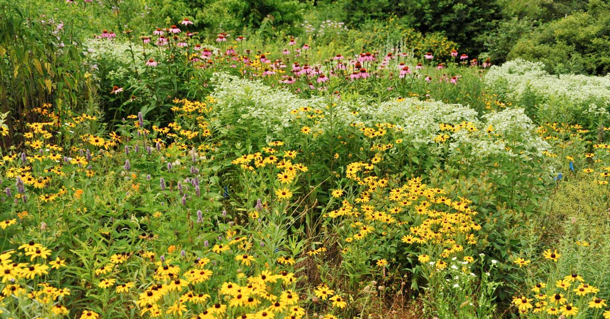 field of tall yellow, white and purple flowers on top of bright green foliage