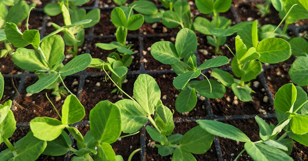 Green pea seedlings growing in soil.