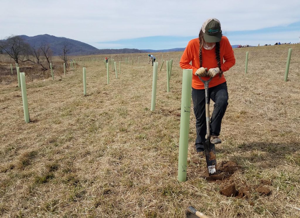 Pen Druid Tree Planting