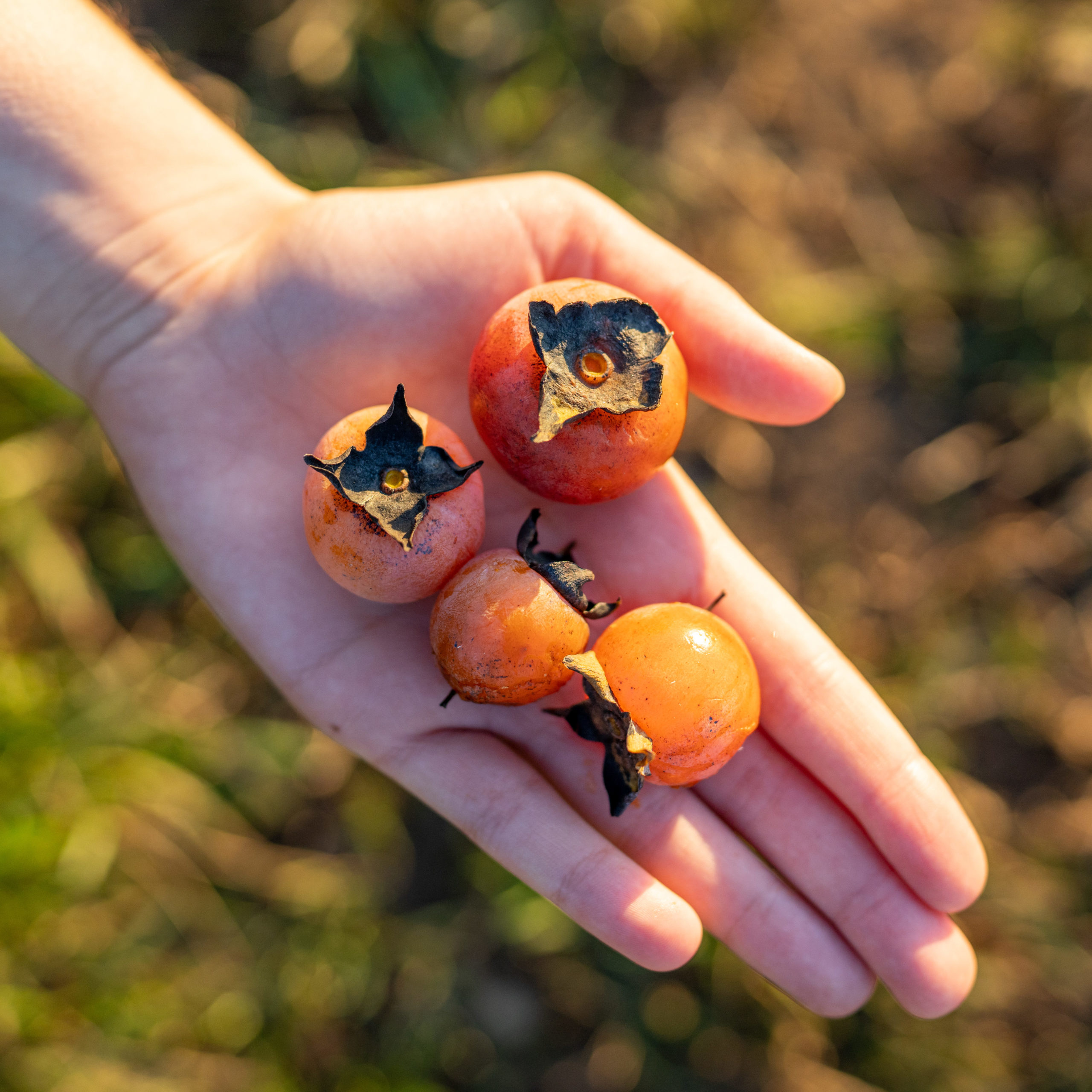 a hand holding small orange fruit