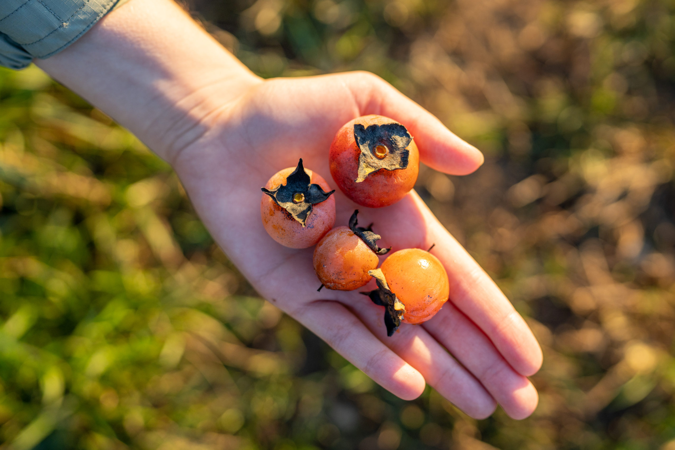 a hand holding small orange fruit