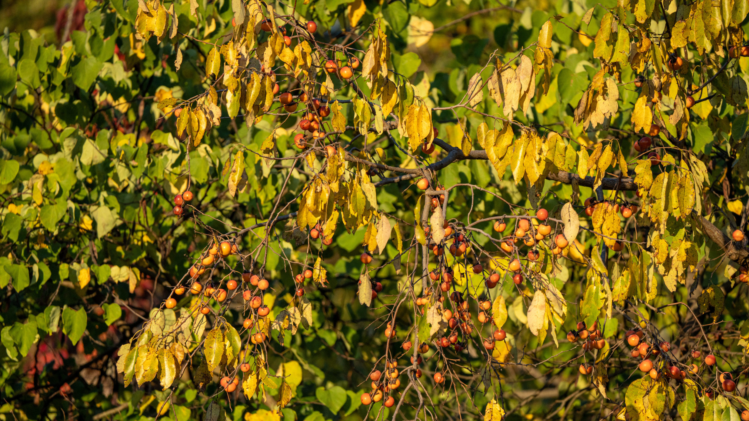 a persimmon tree full of fruit